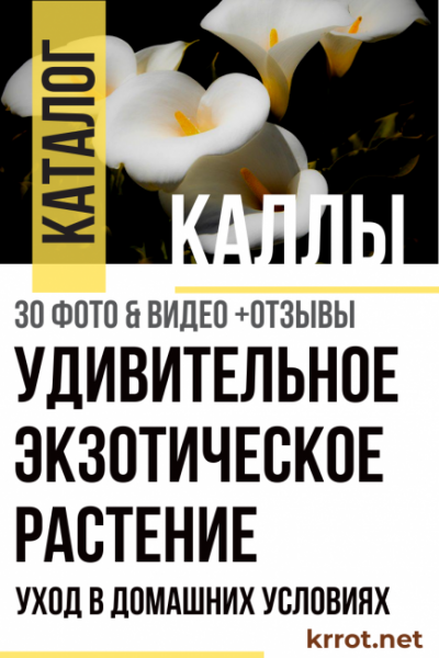 Каллы: уход в домашних условиях — особенности экзотического растения (30+ Фото) +Отзывы