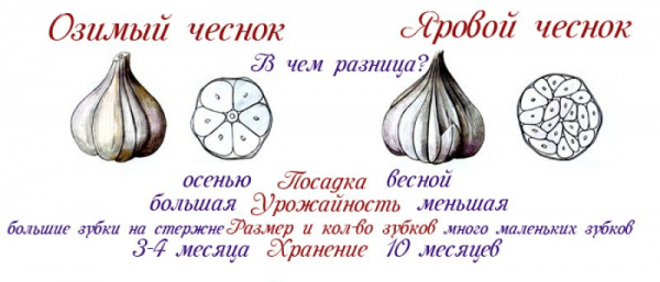 Чеснок — Царь специй, и как сохранить его «статус»  в домашних условиях, полезные свойства (Фото & Видео) +Отзывы