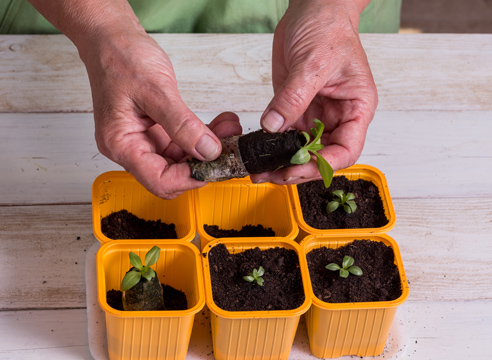 Как вырастить эустому из семян дома: мастер-класс посева в торфяные таблетки