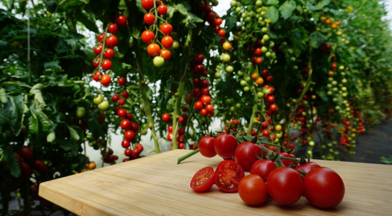 Самые сладкие томаты: актуальная подборка лучших сортов и гибридов помидоров