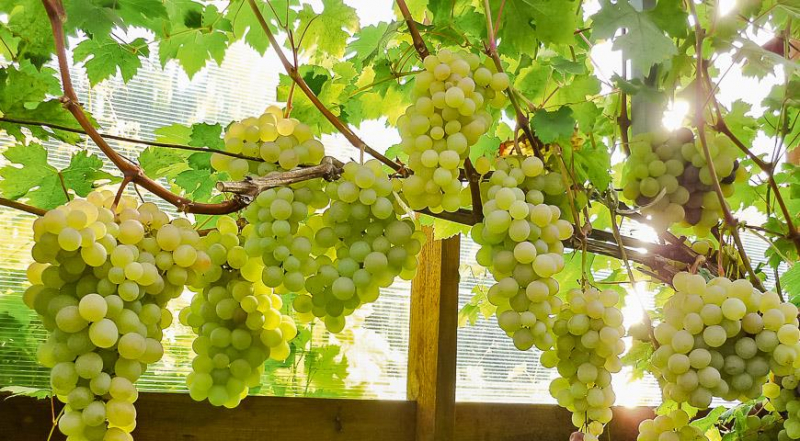 Теплица для винограда: секреты выращивания винограда в северных регионах от Виктора Дерюгина